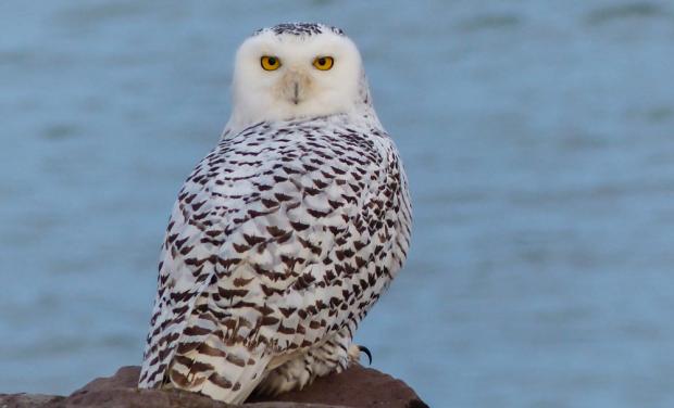 Photo by Gale VerHague, Dunkirk Harbor.
