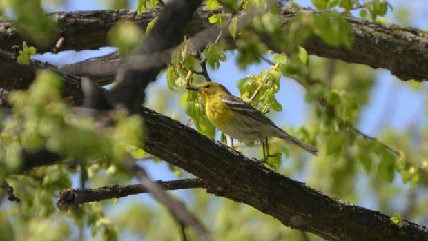 Pine Warbler, Wikimedia
