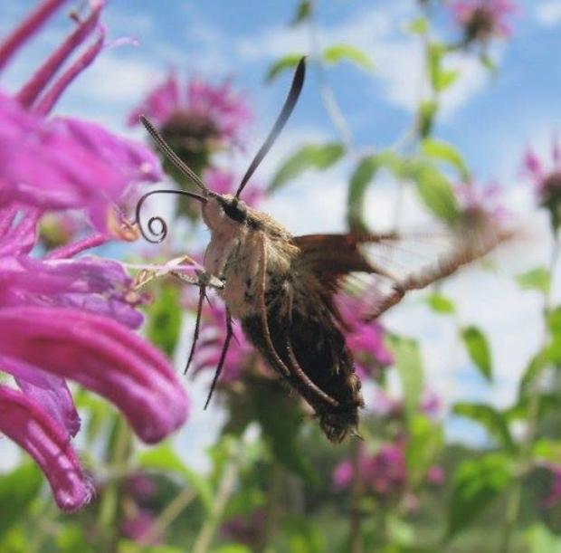 Hummingbird moth (Hemaris thysbe). Photo by Jay Burney.
