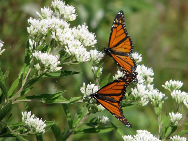 Monarchs at Buffalo's Times Beach Nature Preserve
