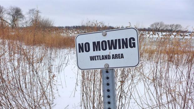 Wetlands on the northern end of the island -&nbsp;Photos by Nancy J. Parisi
