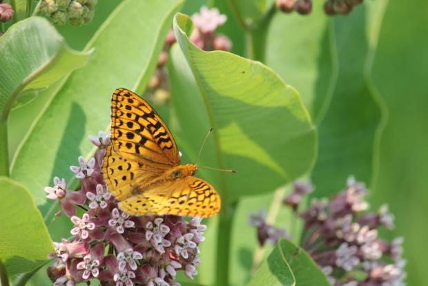 Great Spangled Fritillary on a milkweek flower. Photo by Jay Burney.
