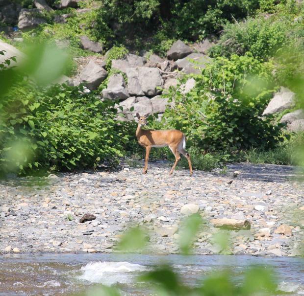 A While-tailed Deer crosses Cazenovia Creek in the new DEC Cazenovia&nbsp;Creek Wildlife Managment Area in West Seneca
