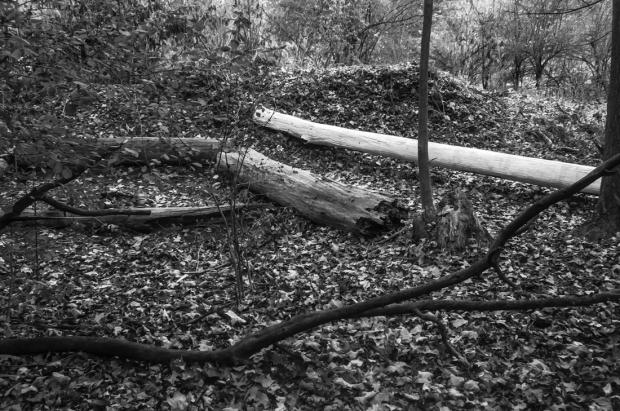 Emersonian Tree Mummification (Delaware Park)&nbsp;by Max Collins
