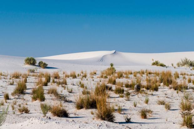 Chihuahuan Desert by Bruce Jackson.
