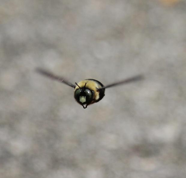 American Bumbebee (Bombus pennsylvanicus) one of 20 species of native bumblebees found in WNY-&nbsp;Once common but now in 90% decline because of habitat loss and overuse of agricultural chemicals.
