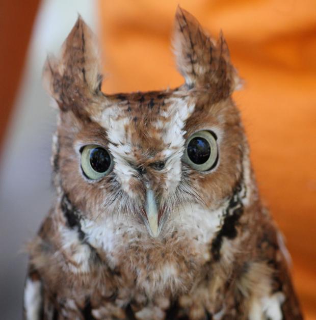 Eastern&nbsp;Screech Owl.&nbsp;(Photos by Jay Burney)
