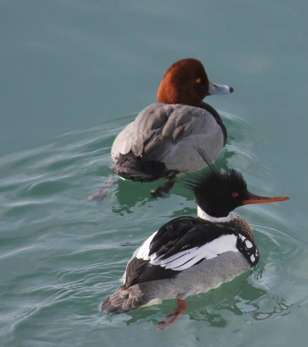 Redhead and Red-breasted Merganser males on the Niagara River November 2013 &nbsp;Photo by Jay Burney
