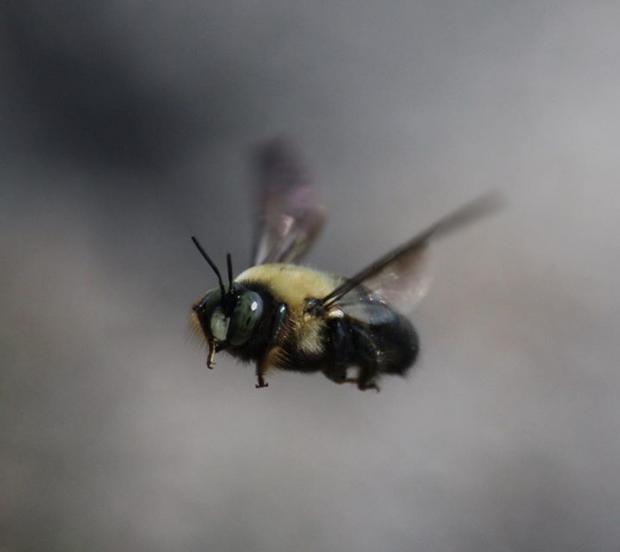 Bombus Americanus, the vanishing American Bumblebee. Photo by Jay Burney/GreenWatch
