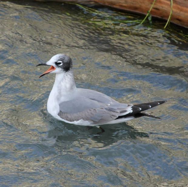 Franklin's gull, foot of Ferry Street, November 12, 2013. This bird migrates to South America. Photo by Jay Burney
