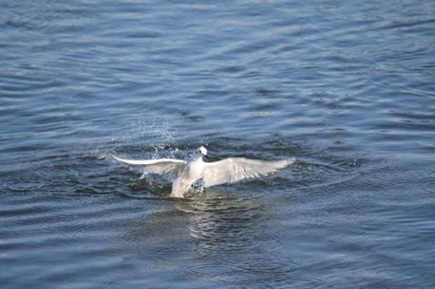 Bonaparte's gull emerging from a deep fishing dive on the Niagara River, November 2015
