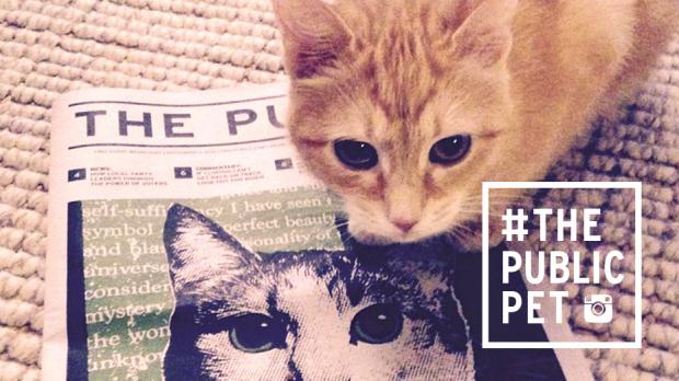 "Kiki reading the @publicbflo #thepublicpet"–@maggie_murr
