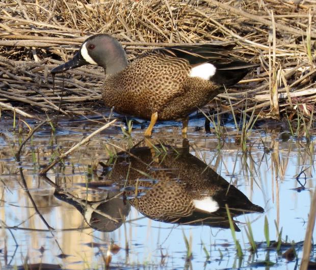 Blue-winged Teal enjoying April 16, at Times Beach Nature Preserve in Buffalo. Photo by Jburney
