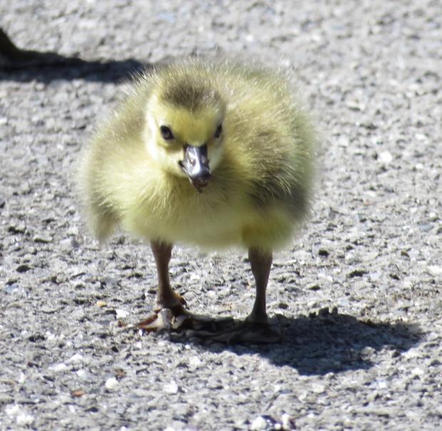 This baby Canada Goose, was literally born yesterday, April 23, 2016. Today's Sunday Morning Television has more images of this incredibly cute little critter that has now come into our world. Photograph&nbsp;by Jburney
