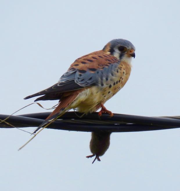 American Kestrel on Buffalo's Outer Harbor December 8, 2016. Photo by Jay Burney
