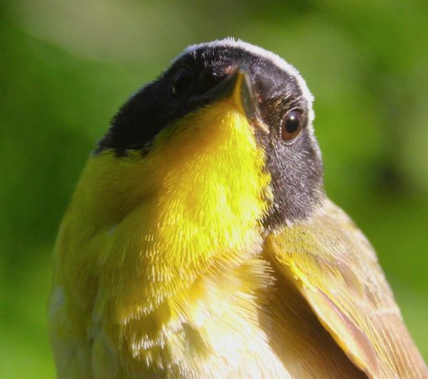 Common Yellowthroat, Photo by Jburney
