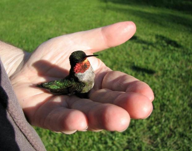 Lucky the Ruby-throated Hummingbird. Photo selfie by JBurney

