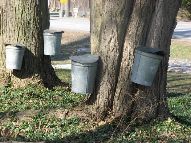 Collecting Maple Sap, the old-fashioned way. Photo by J Burney
