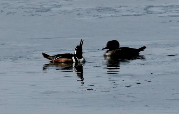 Hooded Merganser male (left), female (right) at Tifft Nature Preserve in Buffalo. Photo Jburney
