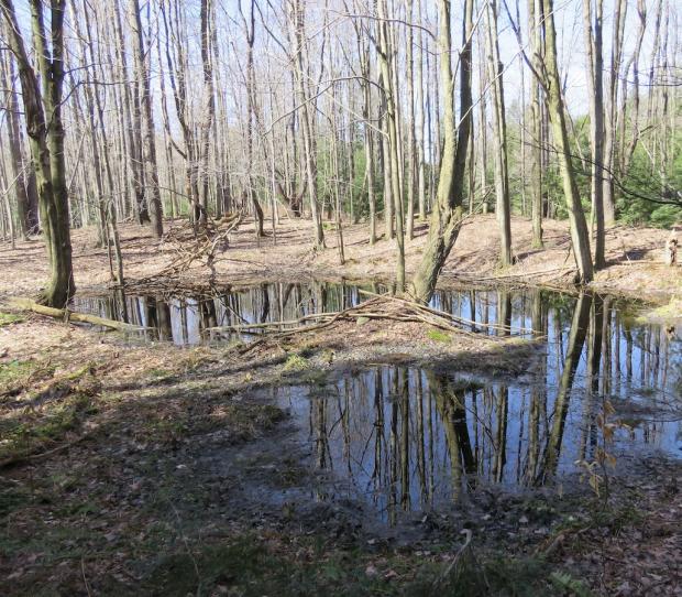 Vernal Pool in WNY on March 26, 2016 Photo by Jburney
