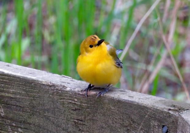 Prothonotary warbler, photo by Jburney
