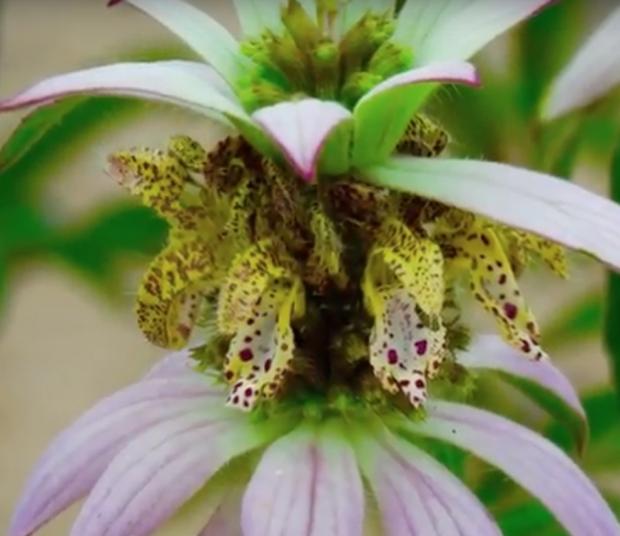 Rare Spotted Bee-balm at the Bell Slip
