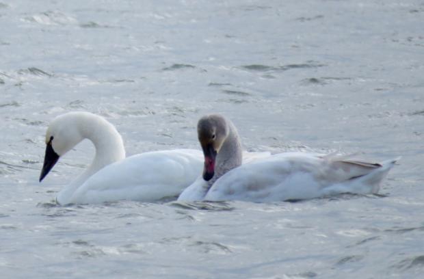 Tundra Swan photo by Jburney
