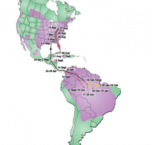 Purple martin territory: breeding in Buffalo, winter roosting in the Amazon.
