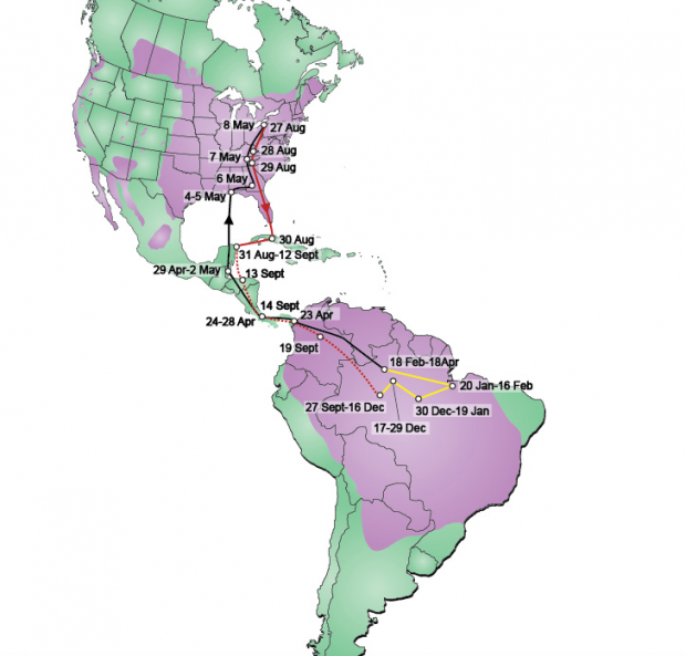 Purple martin territory: breeding in Buffalo, winter roosting in the Amazon.
