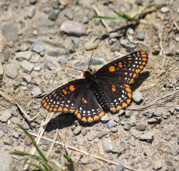 Baltimore Checkerspot &nbsp;Photo by Jburney
