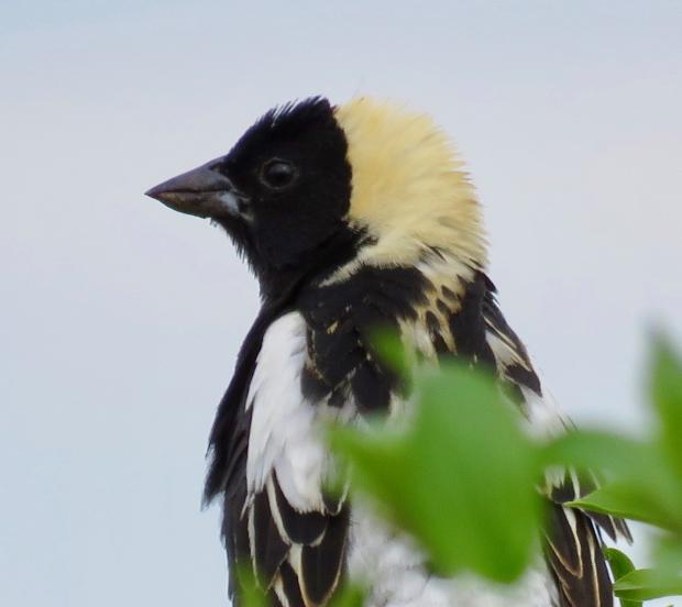 Bobolink, Knox Farm State Park East Aurora NY &nbsp;-photo by jburney
