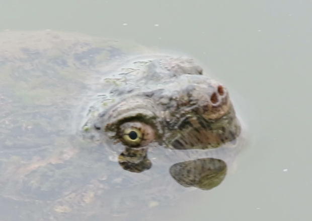 Ginormous Snapping&nbsp;Turtle at Times Beach Nature Preserve.&nbsp;
