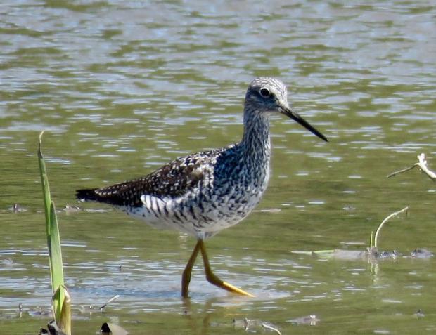 Greater Yellowlegs photo by Jburney
