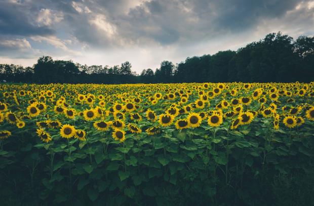 "Sunflower Fields" by Deganizer via Flickr on the Daily Public Photo Group
