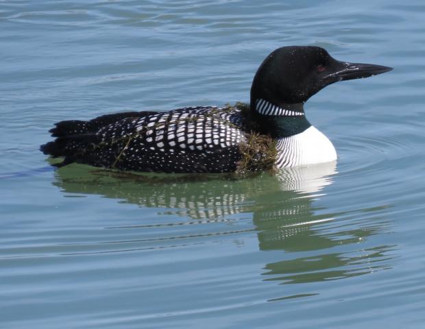 Common Loon at Buffalo Harbor State Park Boat Harbor 21, April 2018&nbsp; photo by Jay Burney
