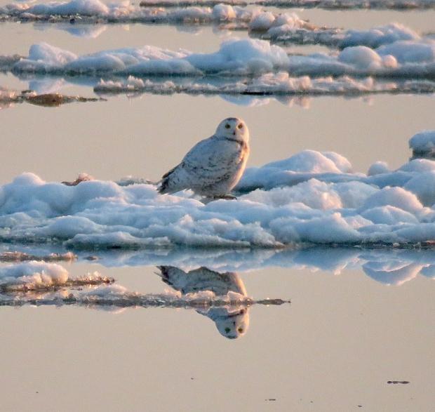 A rare Snowy Owl on Buffalo's Outer Harbor April 21, 2018&nbsp; Photograph by Jay Burney
