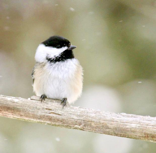 Black-capped Chickadee by jburney
