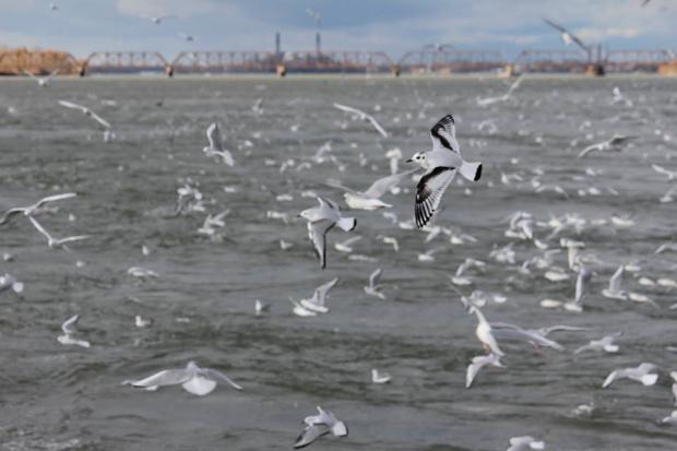 Little Gull (Hydrocoloeus minutus) accompanied by many other species on the Niagara River during the annual gull migration.
