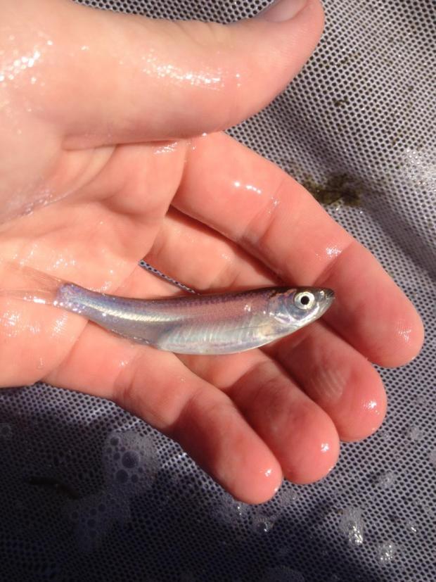 The Niagara River's emerald shiner population has dropped drastically in recent years. Photo courtesy of SUNY Buffalo State's Great Lakes Center.
