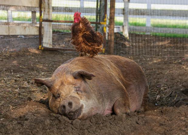 The Biggest Little Farm: Come for the cute pig and the irrascible rooster, stay for the lesson about biodiversity.
