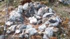 A snowy owl nest from the Artic, lined with lemming carcasses. Photo by J.F. Therrien.&nbsp;
