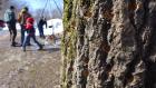 A bored maple tree.&nbsp;Photo by Nancy J. Parisi.
