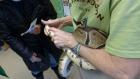 Audubon volunteer showing off a resident snake.&nbsp;Photo by Nancy J. Parisi.
