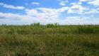 Help Protech&nbsp;Buffalo's Outer Harbor grasslands, adjacent to the Bell Slip and Greenway Trail.

&nbsp;

