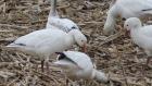 Snow Geese at Montezuma, March 5, 2016. Photo by J Burney
