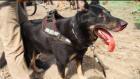 Blood drips from mouth of attack dog used on the elders and the children at Standing Rock- Source: Democracy Now
