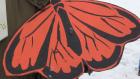 The Monarch Butterfly which migrates across North America and winters in Mexico has become a symbol of the international immigration movement
